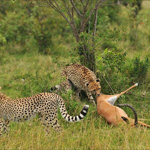 acomp Kenia 20111015 12327