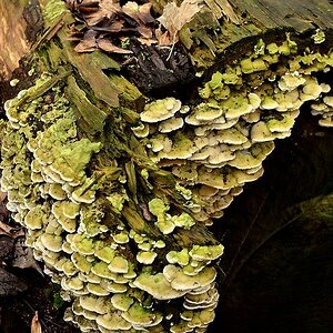 Pilze01