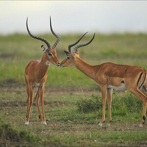 acomp Kenia 20111014 06476