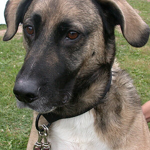 kimba