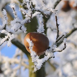 Apfel und Schnee
