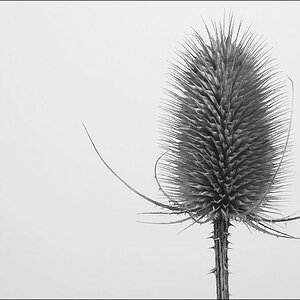 Distel