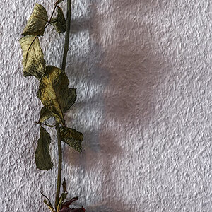 Tote Rose