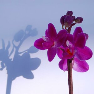 Orchidee