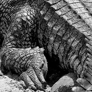 Croco 0001