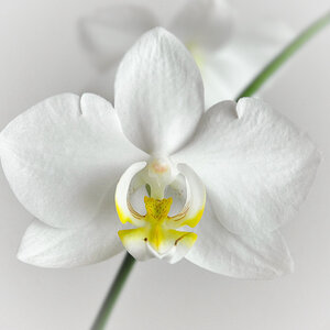 Orchidee