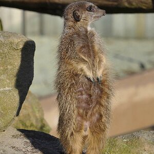 Erdmännchen aus dem Allwetterzoo Münster
