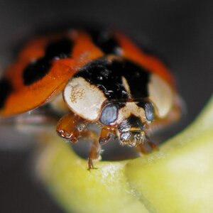 00025 Macro 85mm Marienkäfer