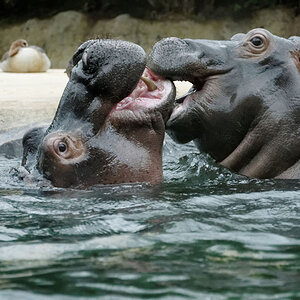 Geschwisterliebe