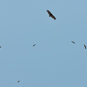 Die Geier kreisen schon
(8142)