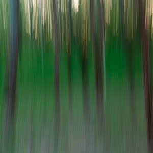 Bäume im Wald