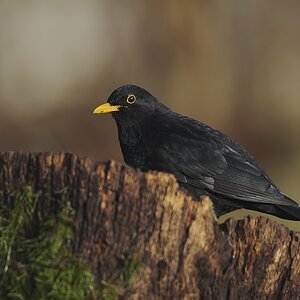 Amsel ( männchen )