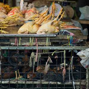 bangkok klong toey market 1016369