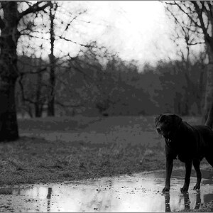 Hund im Regen