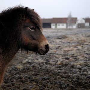 2008 02 15 091153 01 exmoor pony
