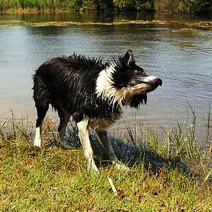 Monty in der Bretagne