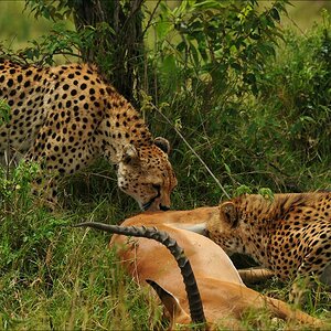 acomp Kenia 20111015 10214a