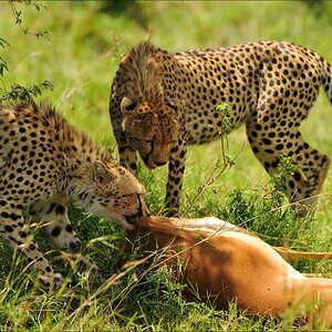 acomp Kenia 20111015 10354a