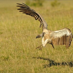 acomp Kenia 20111022 30054