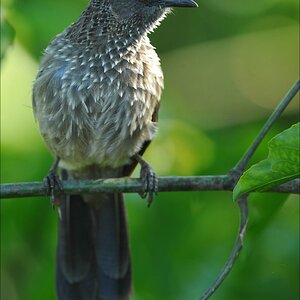 acomp Kenia 20111021 27689