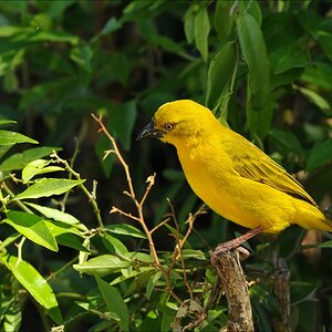 acomp Kenia 20111021 27844