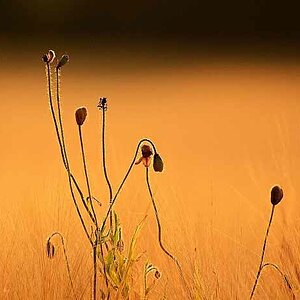 Mohn