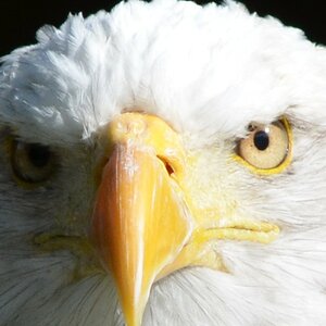 Weisskopfseeadler (schau mir in die Augen)