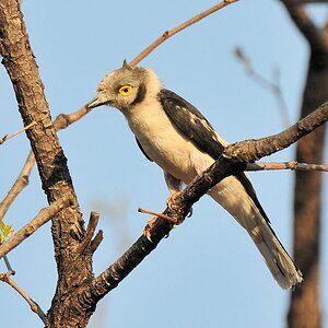 Weißschopf Brillenwürger
White-chrested Helmet Shrike
9459