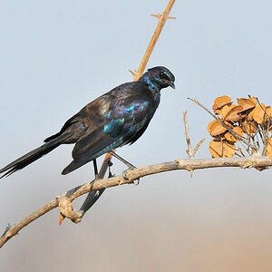Langschwanz Glanzstar
Southern Long-tailed Starling
9770