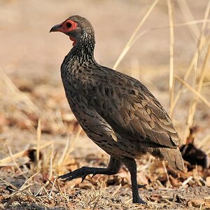 Swainson Frankolin
(Swainson's Francolin)
9850