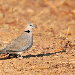 Gurrtaube oder Kapturteltaube
(Ring-necked Dove)
9779