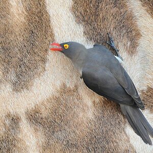 Rotschnabelmadenhacker
Red-billed Oxpecker
9915