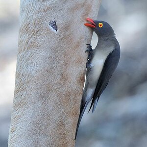 Rotschnabelmadenhacker
Red-billed Oxpecker
9938