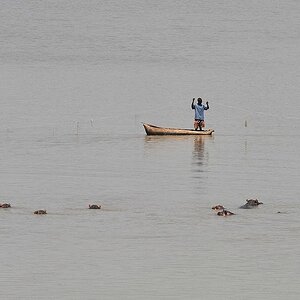 Fischer auf dem Luangwa
In der Nähe der Hippos halten sich auch gerne
die Fische auf
9063