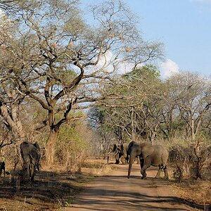 Elefanten versperren den Weg
Mfuwe, außerhalb des Nationalparks
4570