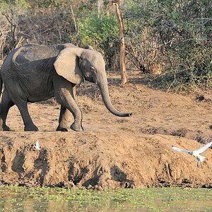 Ein Elefant kommt an das Wasserloch.
Gurrtauben und Heilige Ibisse flüchten.
9108