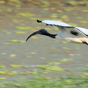 Heiliger Ibis 0115