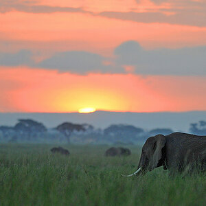 Amboseli