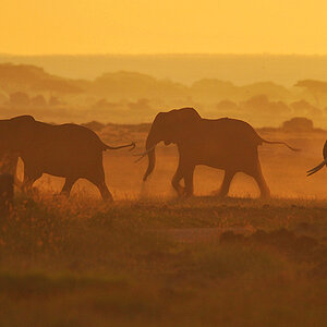 Amboseli