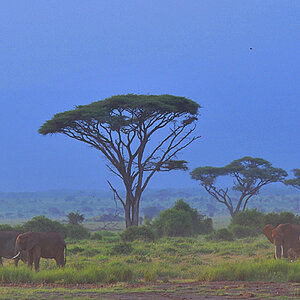 Amboseli
