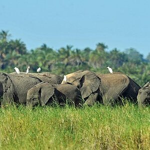 Amboseli