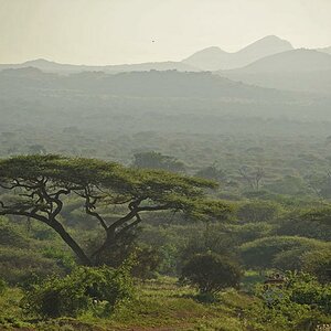 Tsavo West, man beachte den Leorparden im Baum