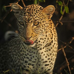 Tsavo West: Eben saß er noch auf dem Baum ....