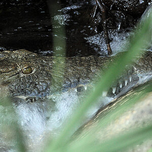 Tsavo West: Diese Reptil lag im Bach bei den Mzima Springs und hoffte auf fischige Beute