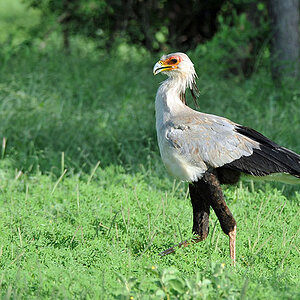 Tsavo West: Ein Sekretärvogel