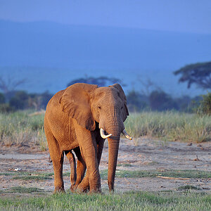 Amboseli - der fünfbeinige Elefant