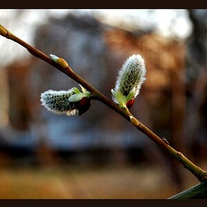 Ein Hauch von Frühling ...
2010, eine meiner ersten Aufnahmen mit der Nikon D40.