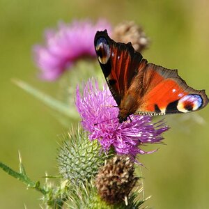 Sommer