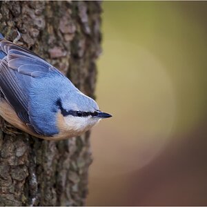 Kleiber (Sitta europea)
