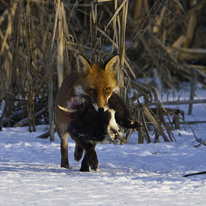fuchs 01